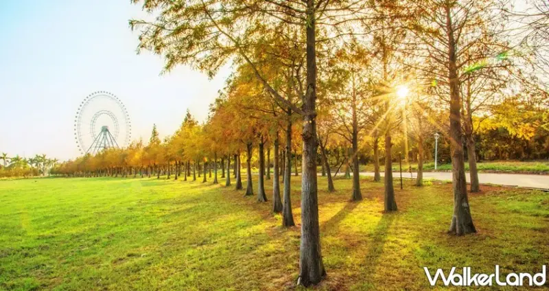 麗寶樂園 落羽松秘境 / WalkerLand窩客島整理提供 未經許可，不得轉載