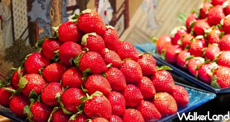 大湖草莓吃到飽有狂到！堪稱高CP值麻辣鍋霸主「馬辣」草莓吃到飽回來了，超吸睛「大湖草莓山」讓草莓控吃到嘴吧停不下來。