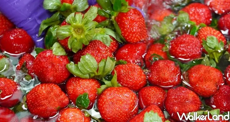 馬辣草莓吃到飽/ WalkerLand窩客島整理提供 未經許可不可轉載