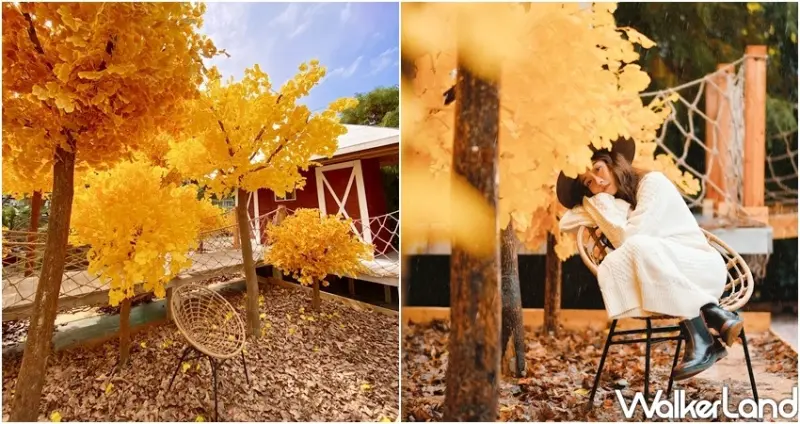 爛醉咖啡 銀杏森林 / WalkerLand窩客島整理提供 未經許可不可轉載