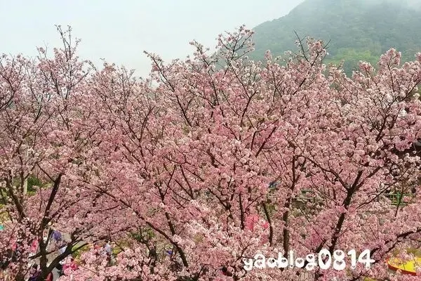 旅遊部落客 阿姚。抒生活 曾在「無極天元宮」