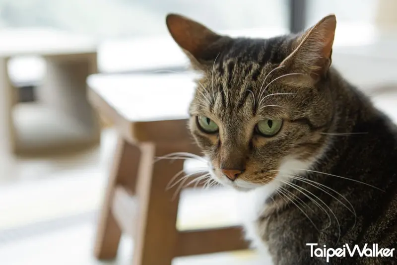 黃阿瑪的後宮生活 / WalkerLand窩客島提供 未經許可，不得轉載