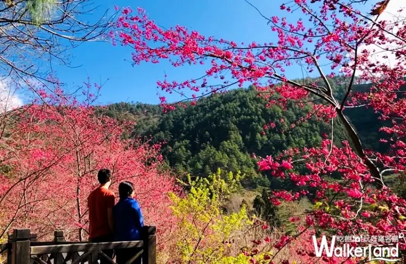 2020武陵農場櫻花 / WalkerLand窩客島整理提供 未經許可不可轉載