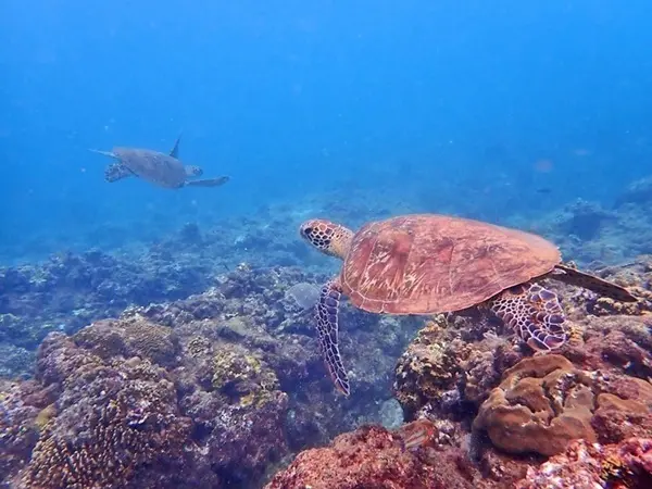 旅遊窩客 揪食。愛玩 曾在「小琉球」