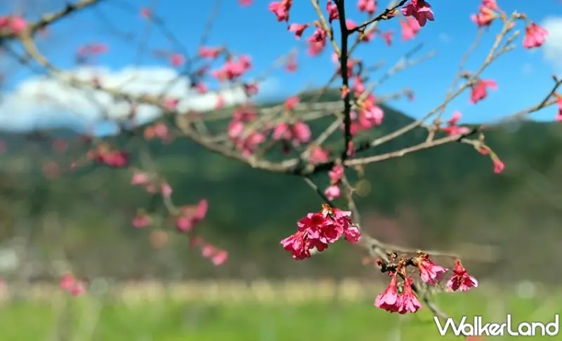 宜蘭「2020大同櫻花季」