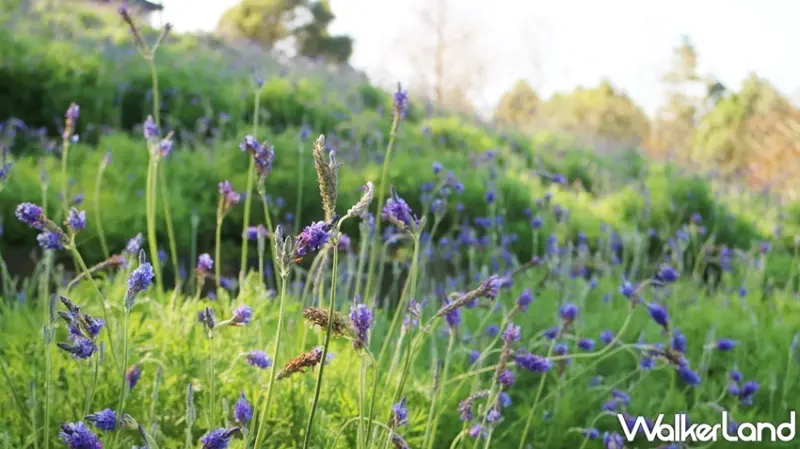 薰衣草森林 薰衣草節 / WalkerLand窩客島提供 未經許可，不得轉載