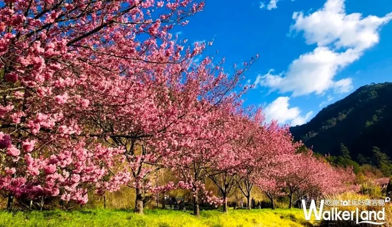2020武陵農場櫻花 / WalkerLand窩客島整理提供 未經許可不可轉載