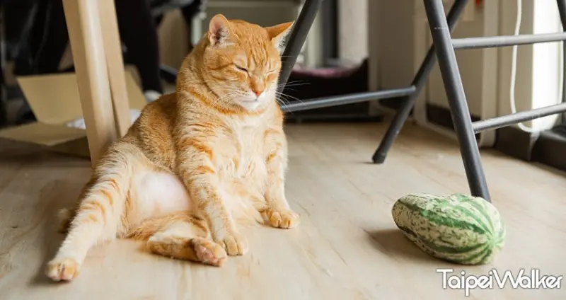 黃阿瑪的後宮生活 / WalkerLand窩客島提供 未經許可，不得轉載