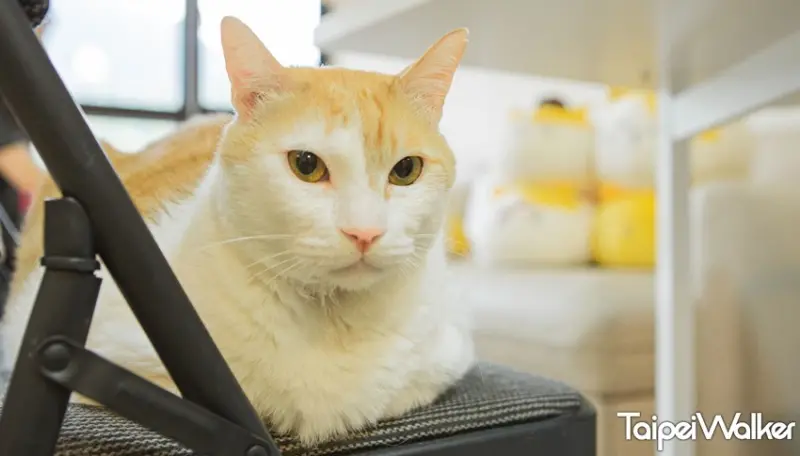 黃阿瑪的後宮生活 / WalkerLand窩客島提供 未經許可，不得轉載