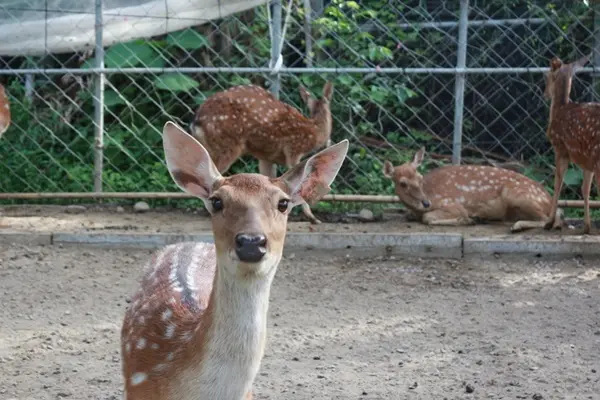 旅遊窩客 小白筍 曾在「阿信巧克力農場」