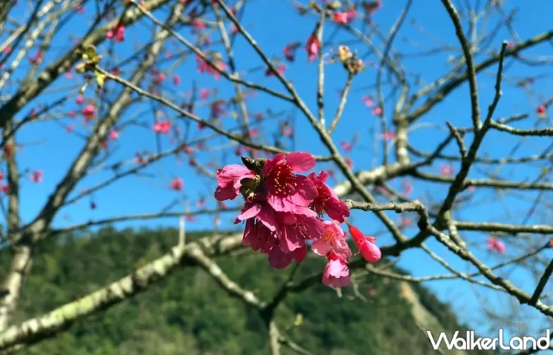 宜蘭「2020大同櫻花季」