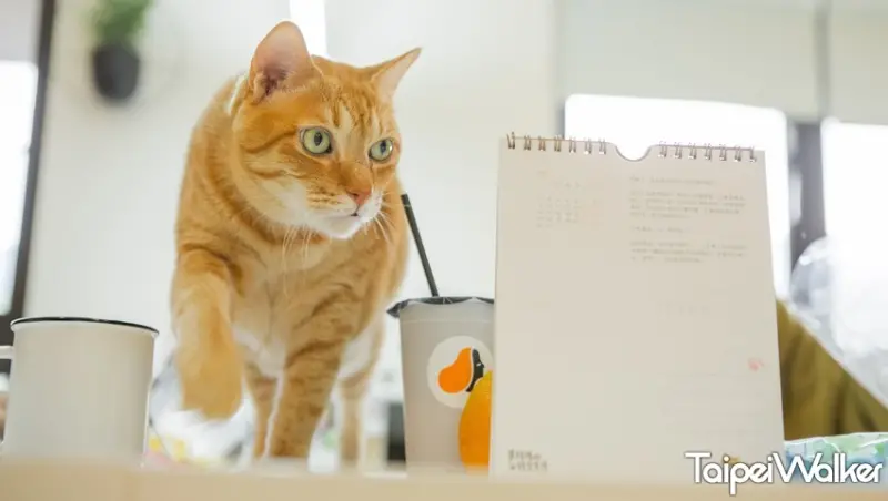 黃阿瑪的後宮生活 / WalkerLand窩客島提供 未經許可，不得轉載