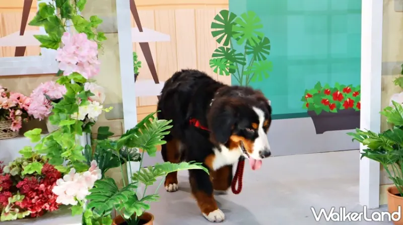 狗狗GoGoGo華山機場 狗狗主場 / WalkerLand窩客島提供 未經許可，不得轉載