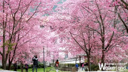 每年都說要去打卡！堪稱最強賞櫻聖地「武陵農場」開花了，超過2.1萬株櫻花花海一定要揪男友耍浪漫。