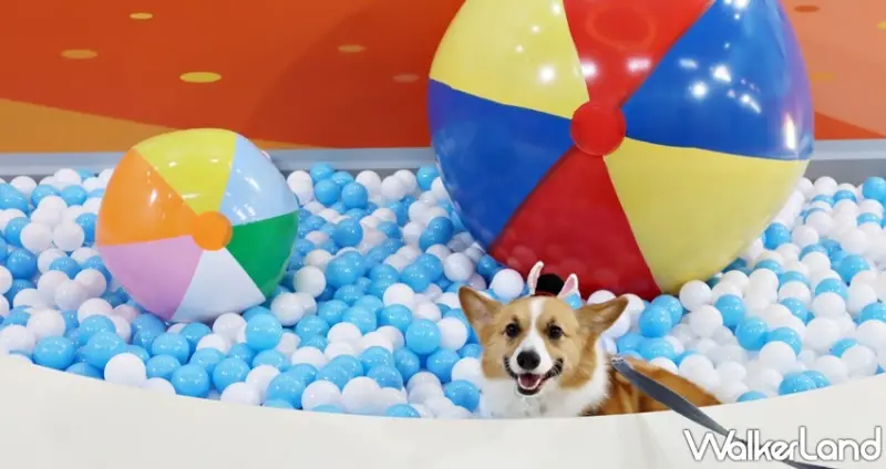 狗狗GoGoGo華山機場 狗狗主場 / WalkerLand窩客島提供 未經許可，不得轉載