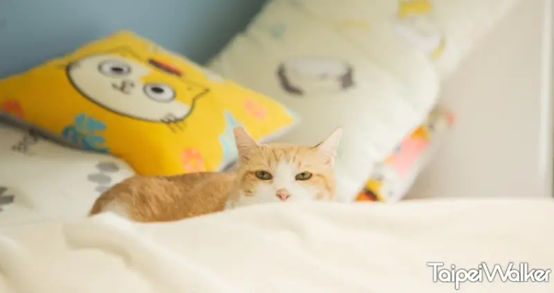 黃阿瑪的後宮生活 / WalkerLand窩客島提供 未經許可，不得轉載