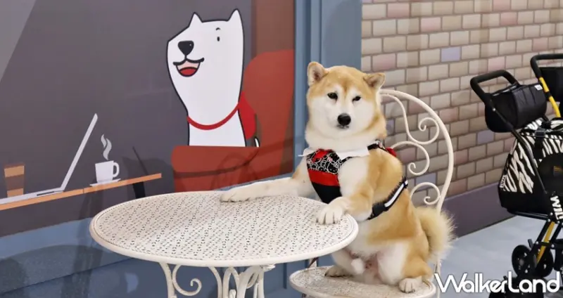 狗狗GoGoGo華山機場 狗狗主場 / WalkerLand窩客島提供 未經許可，不得轉載