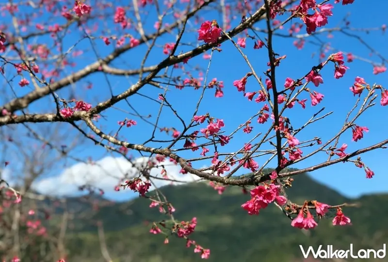 宜蘭「2020大同櫻花季」