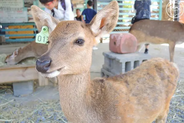 旅遊窩客 大尾和小仙 曾在「鹿境 Paradise Of Deer」