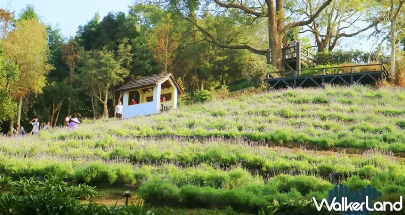 每年打卡就等這一波！薰衣草森林X鮮乳坊聯名「薰衣草節-森林派對」正式開拍，薰衣草祈福儀式、小農鮮乳美食讓人享受最唯美的森林度假時光。