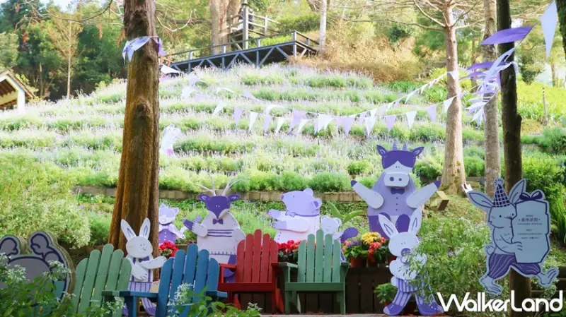 薰衣草森林 薰衣草節 / WalkerLand窩客島提供 未經許可，不得轉載