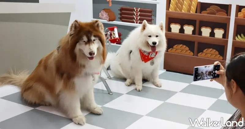 狗狗GoGoGo華山機場 狗狗主場 / WalkerLand窩客島提供 未經許可，不得轉載