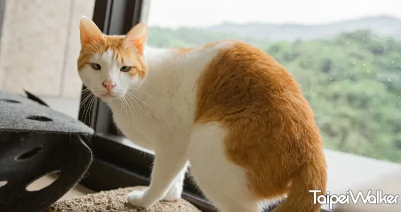 黃阿瑪的後宮生活 / WalkerLand窩客島提供 未經許可，不得轉載