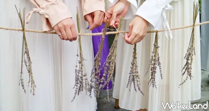 薰衣草森林 薰衣草節 / WalkerLand窩客島提供 未經許可，不得轉載