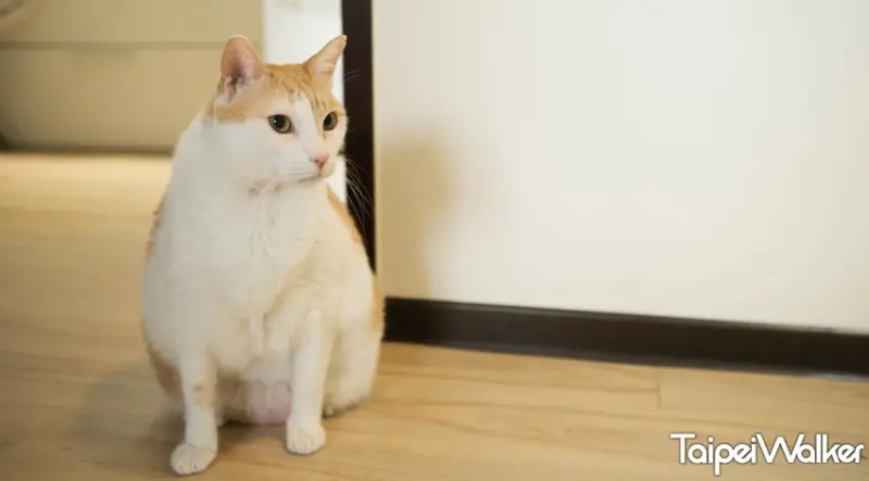 黃阿瑪的後宮生活 / WalkerLand窩客島提供 未經許可，不得轉載