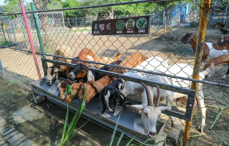 樹谷農場 /美食窩客 緹雅瑪美食旅遊趣 提供 未經許可，不得轉載