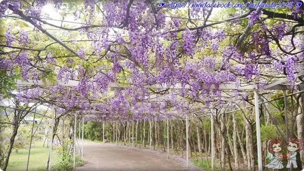 旅遊部落客 雪狐 曾在「紫藤咖啡園二店」
