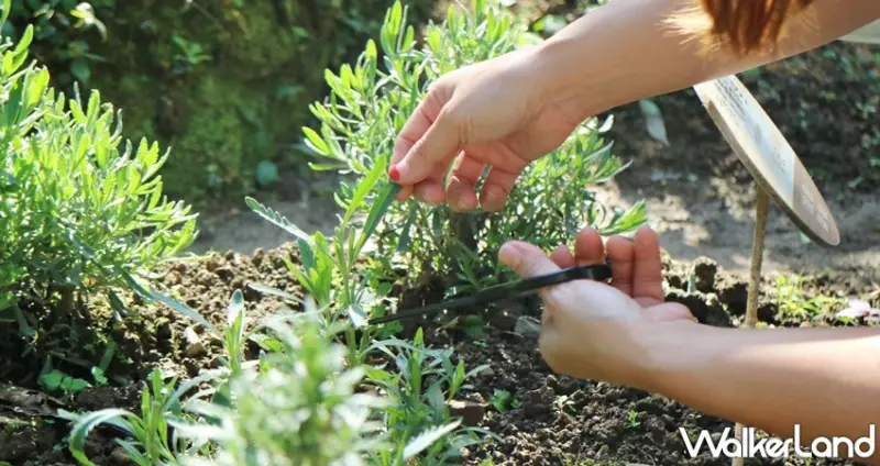 薰衣草森林 薰衣草節 / WalkerLand窩客島提供 未經許可，不得轉載