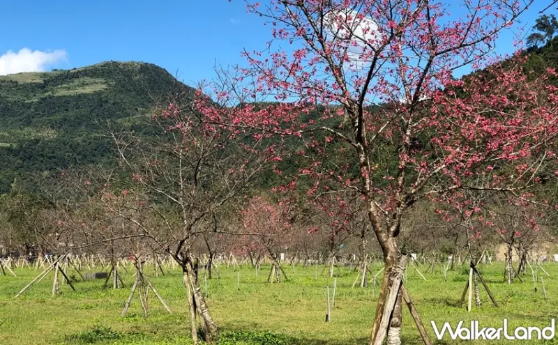 宜蘭「2020大同櫻花季」