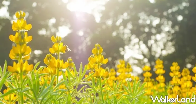 桃園龍潭「2020戀戀魯冰花」 / WalkerLand窩客島整理提供 未經許可不可轉載