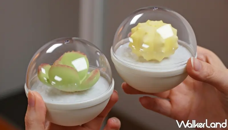 肉肉星人 / WalkerLand窩客島提供 未經許可，不得轉載