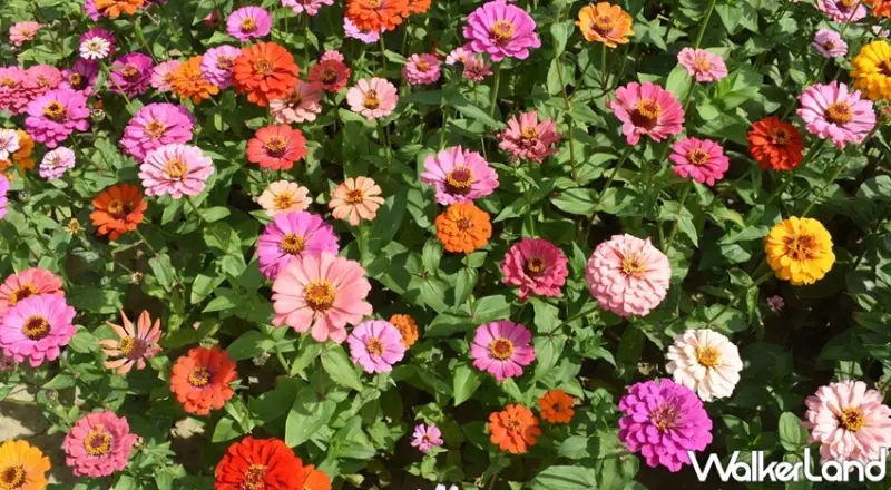 仁德中洲樂農遊 / WalkerLand窩客島提供 未經許可，不得轉載