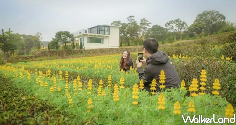 桃園龍潭「2020戀戀魯冰花」 / WalkerLand窩客島整理提供 未經許可不可轉載