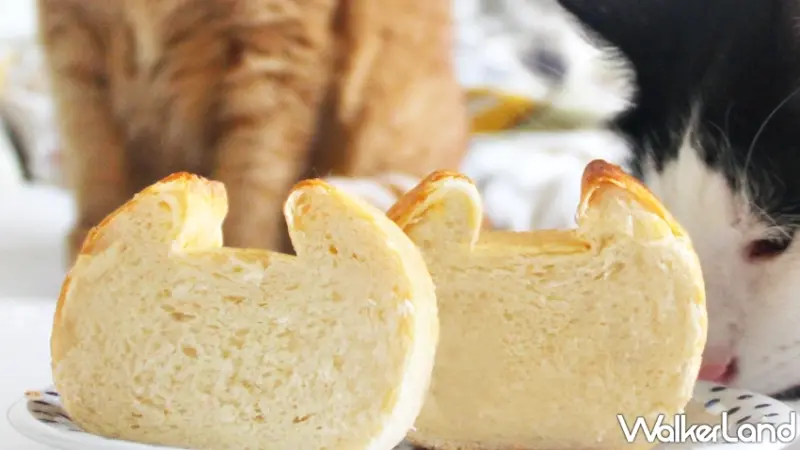 貓咪吐司 / WalkerLand窩客島提供 未經許可，不得轉載