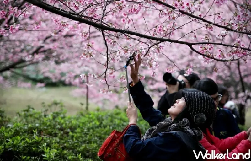 淡水天元宮櫻花 / WalkerLand窩客島整理提供 未經許可不可轉載