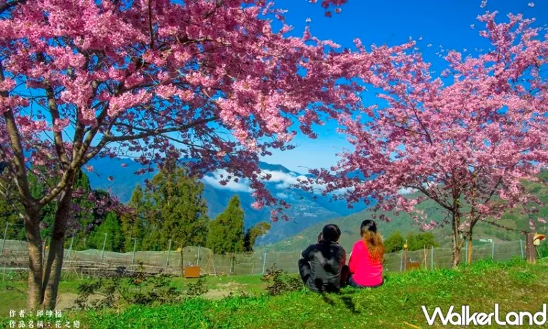 桃園賞櫻「2020北橫櫻花季」 / WalkerLand窩客島整理提供 未經許可不可轉載