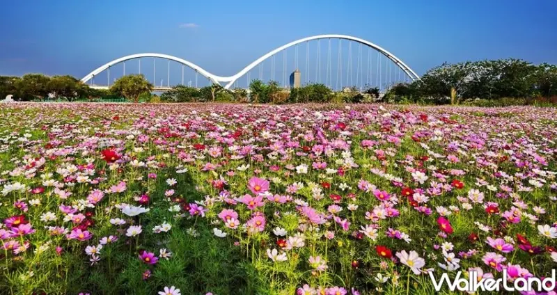 新莊景點「新月橋大波斯菊花海」 / WalkerLand窩客島整理提供 未經許可不可轉載