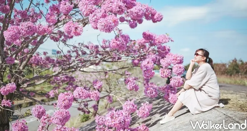 嘉義景點「中埔赤蘭溪 紅花風鈴花」 / WalkerLand窩客島整理提供 未經許可不可轉載