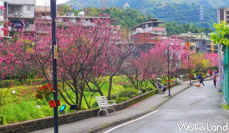 康誥坑溪櫻花道 / WalkerLand窩客島提供 未經許可，不得轉載