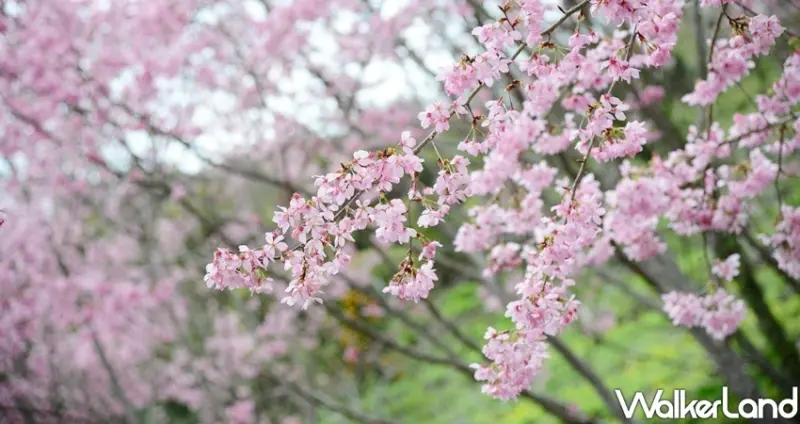 桃園賞櫻「2020北橫櫻花季」 / WalkerLand窩客島整理提供 未經許可不可轉載