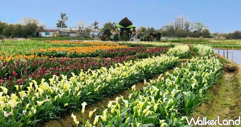 2020桃園彩色海芋季 / WalkerLand窩客島提供