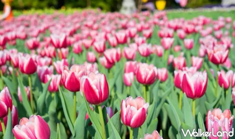 士林官邸鬱金香展