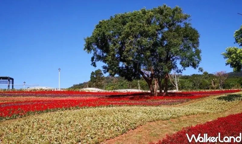 「北投社三層崎花海」 / WalkerLand窩客島整理提供 未經許可不可轉載