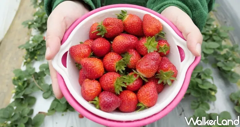 內湖草莓季 / WalkerLand窩客島整理提供 未經許可不可轉載