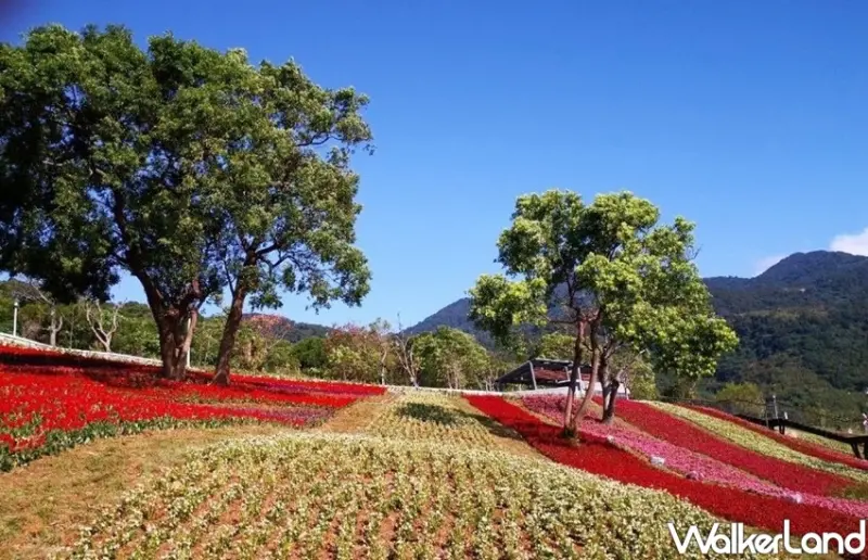 「北投社三層崎花海」 / WalkerLand窩客島整理提供 未經許可不可轉載