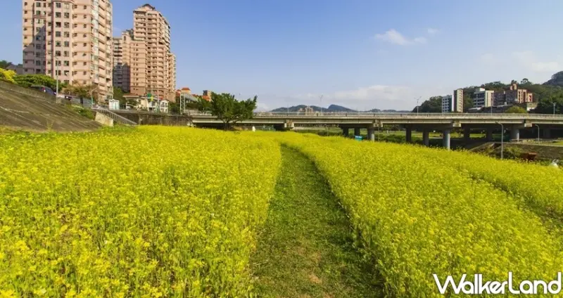木柵「道南右岸河濱公園油菜花季」 / WalkerLand窩客島整理提供 未經許可不可轉載